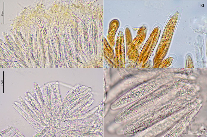 Tubeufia cerea