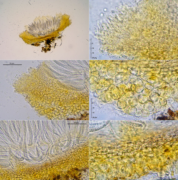 Tubeufia cerea