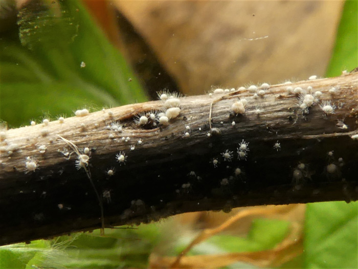 Volutella ciliata