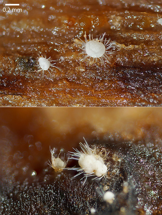 Volutella ciliata