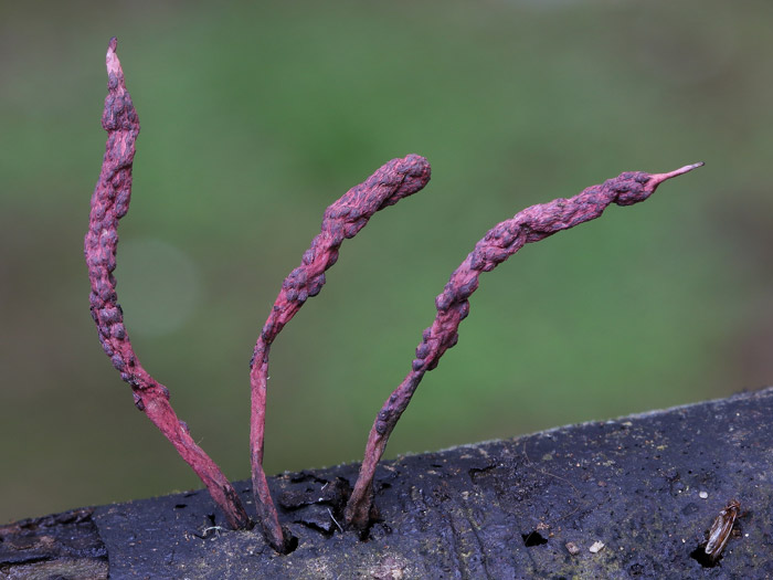 Xylaria violaceorosea