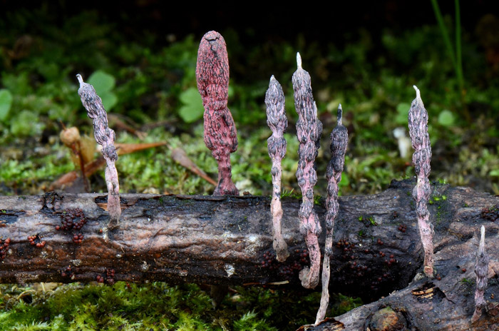 Xylaria violaceorosea