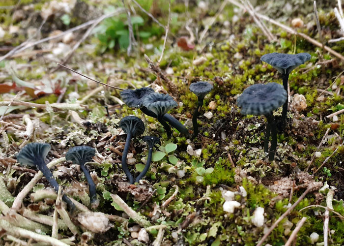 Arrhenia chlorocyanea