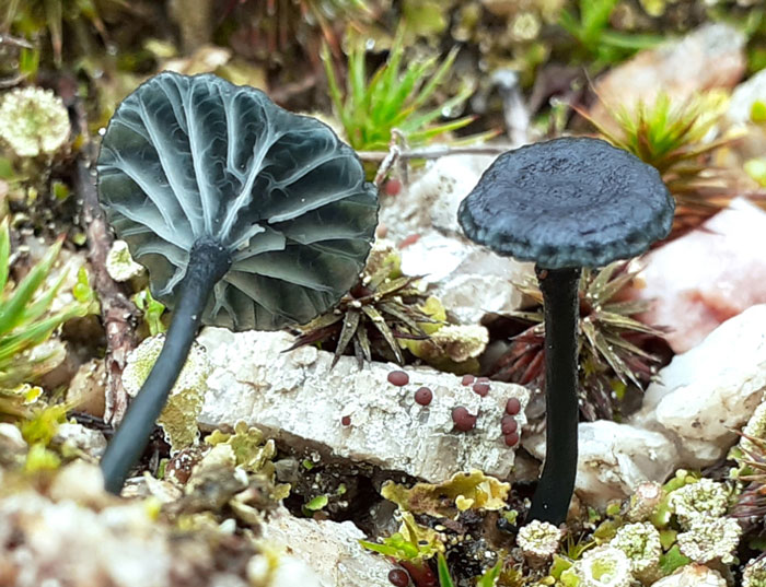 Arrhenia chlorocyanea