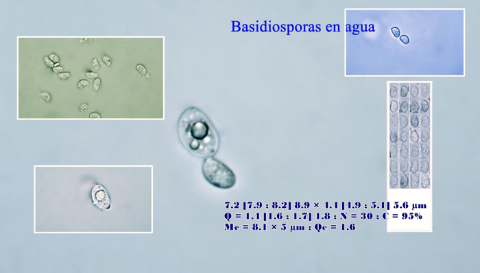 Arrhenia chlorocyanea
