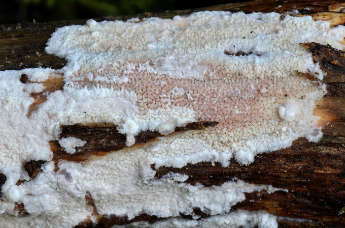 Ceraceomyces serpens