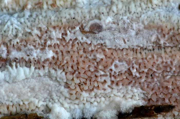 Ceraceomyces serpens