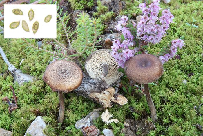 Cerioporus meridionalis