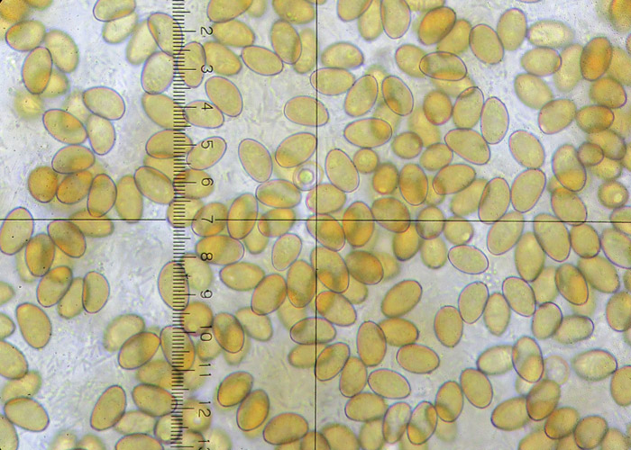 Conocybe deliquescens