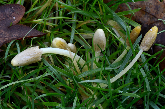 Conocybe deliquescens