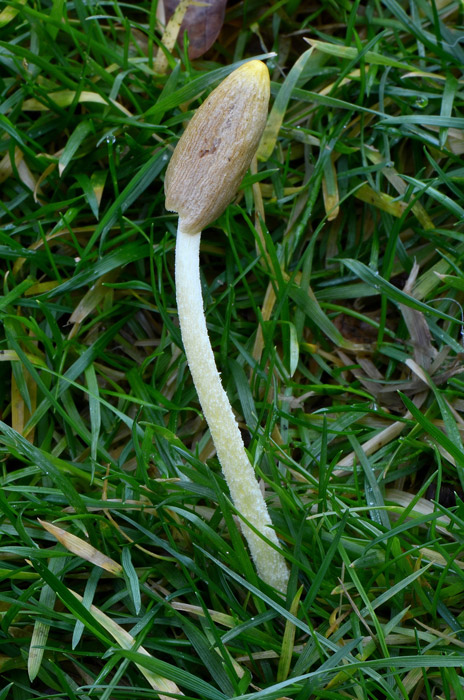 Conocybe deliquescens