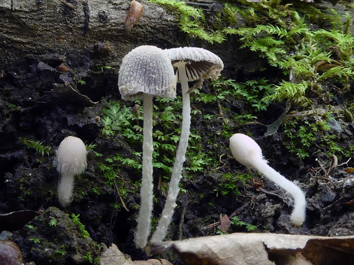 Coprinopsis bellula