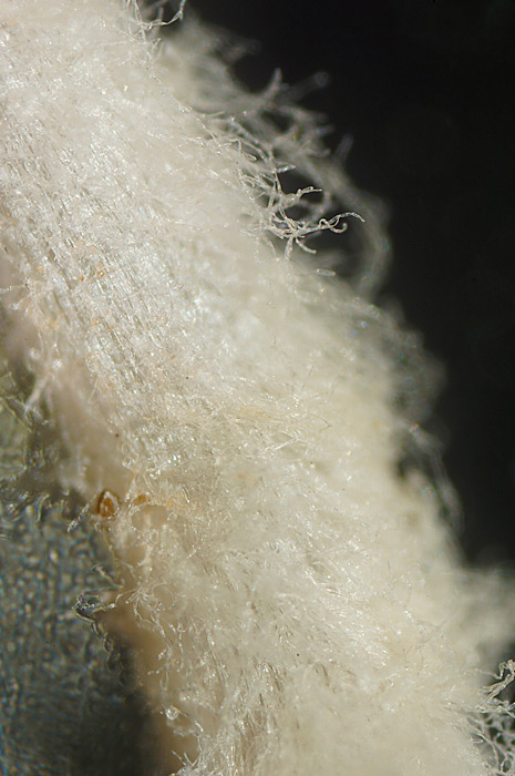 Coprinopsis bellula