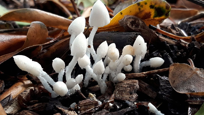 Coprinopsis lotinae