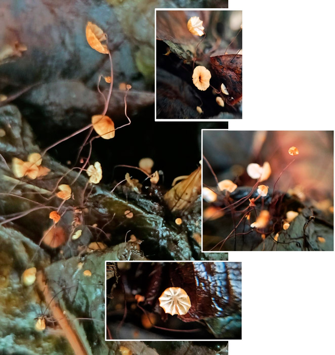 Cryptomarasmius corbariensis