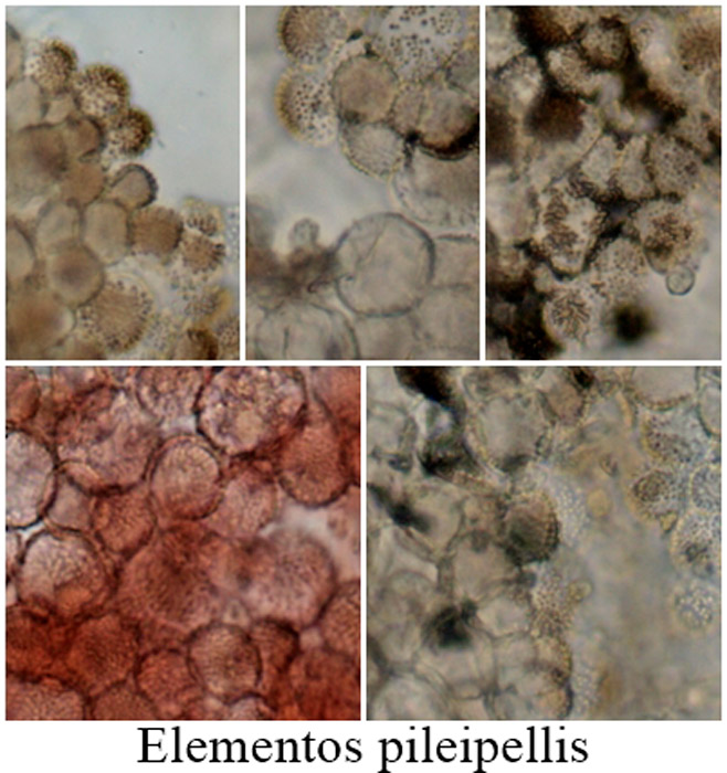 Cryptomarasmius corbariensis
