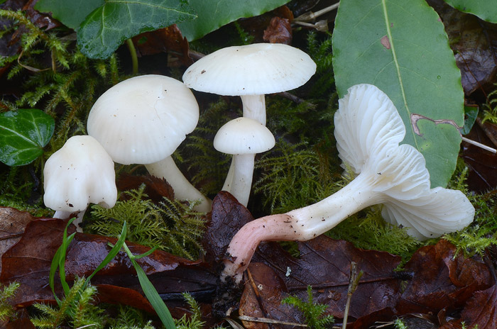 Cuphophyllus roseipes