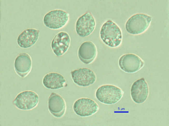 Cuphophyllus roseipes