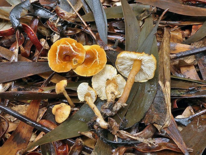 Cystoderma simulatum