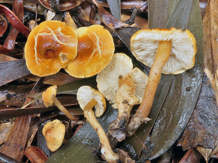 Cystoderma simulatum