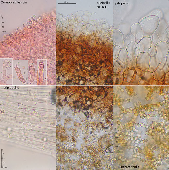 Cystoderma simulatum
