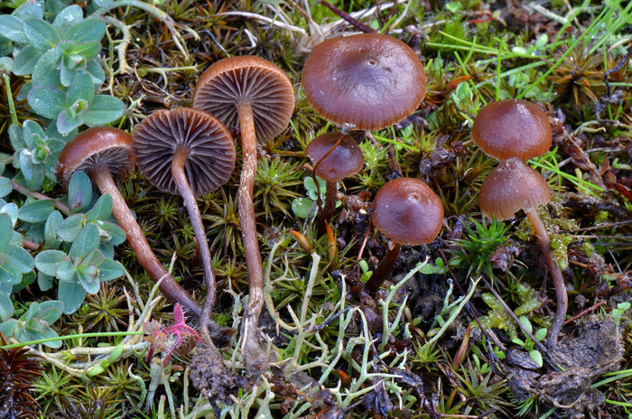 Deconica montana