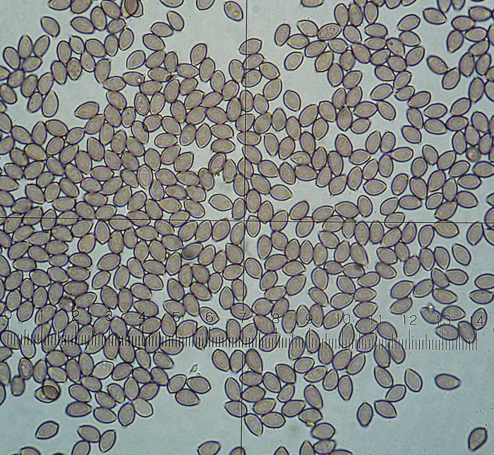 Deconica montana