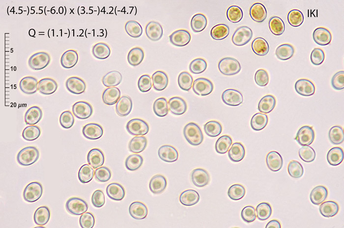 Hydnomerulius pinastri