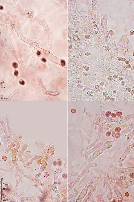 Hydnomerulius pinastri