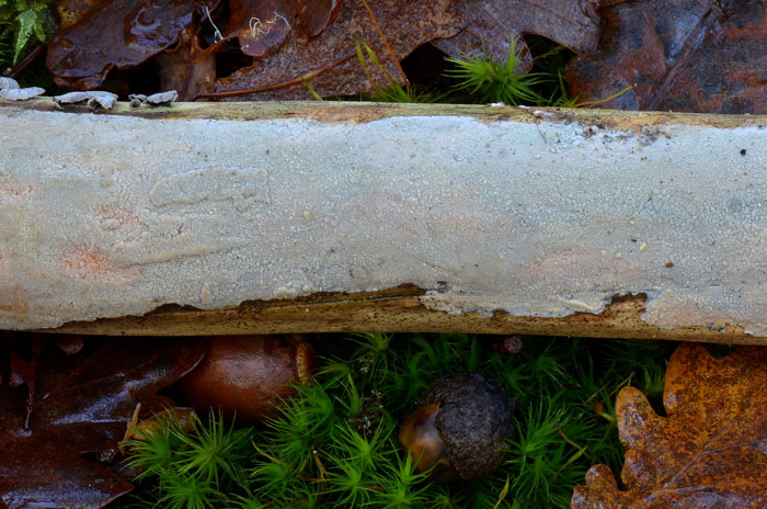 Hyphodermella corrugata