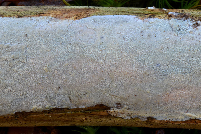 Hyphodermella corrugata