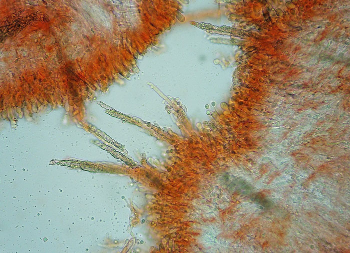 Hyphodermella corrugata