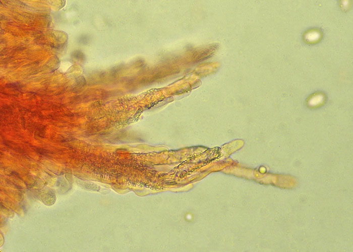 Hyphodermella corrugata