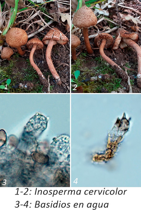 Inosperma cervicolor
