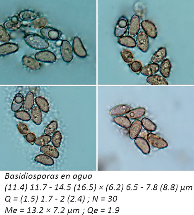 Inosperma cervicolor