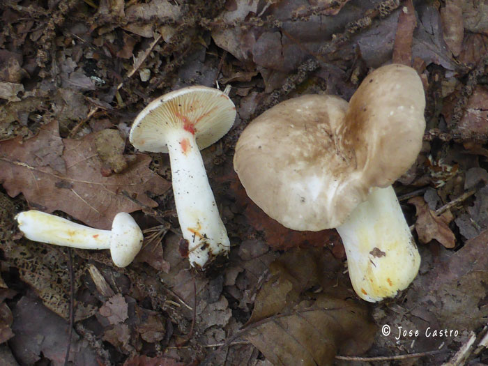 Lactarius acris