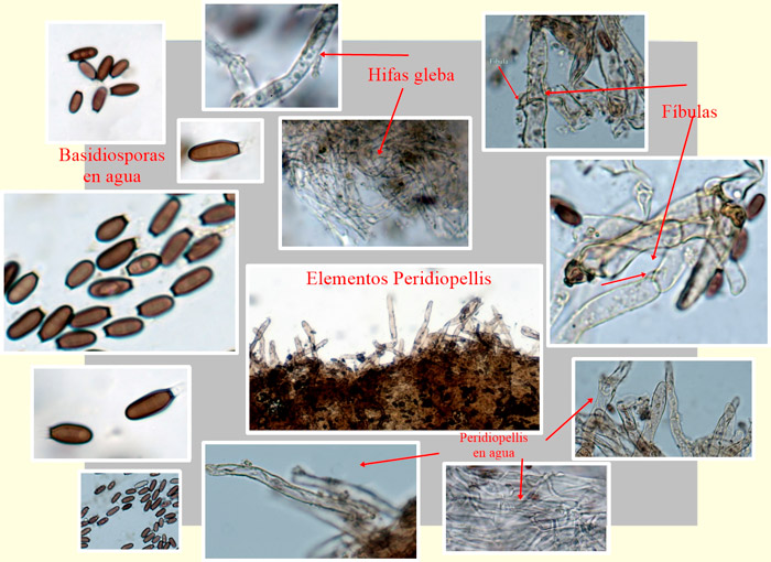 Melanogaster broomeanus