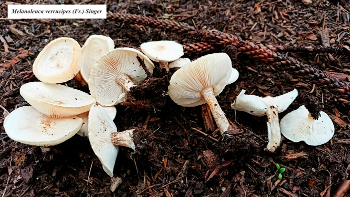 Melanoleuca verrucipes