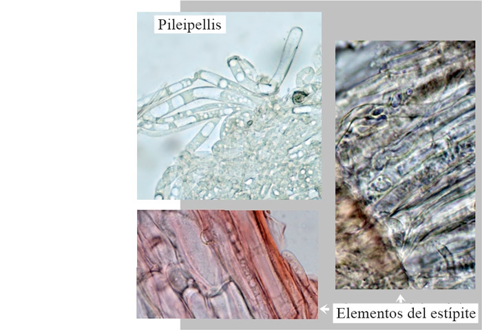 Melanoleuca verrucipes