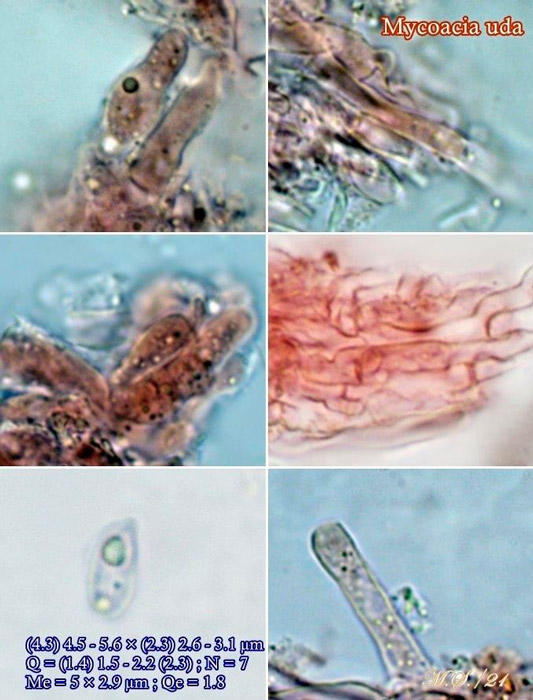 Mycoacia uda