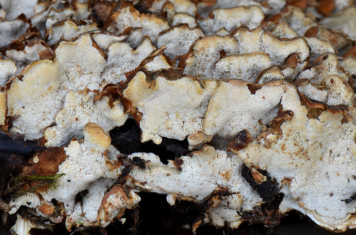 Oligoporus wakefieldiae