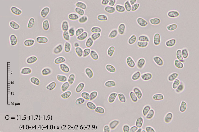 Oligoporus wakefieldiae