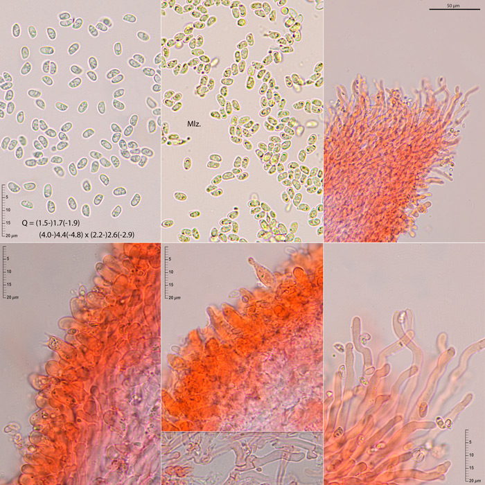 Oligoporus wakefieldiae