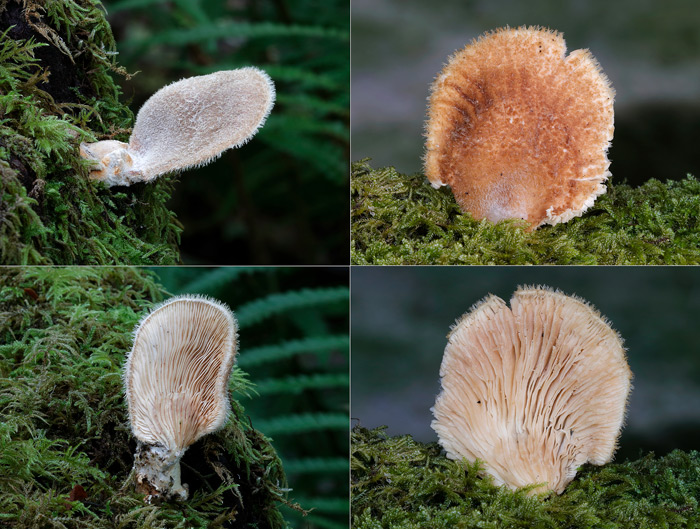 Panus lecomtei