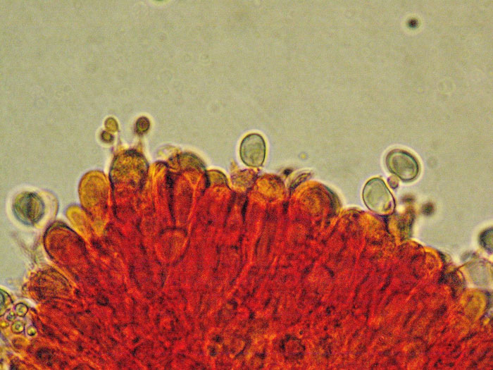 Pseudolaccaria pachyphylla