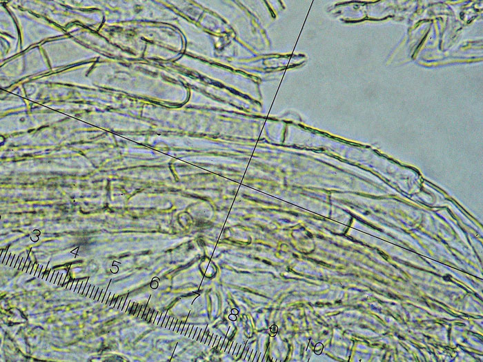 Pseudolaccaria pachyphylla