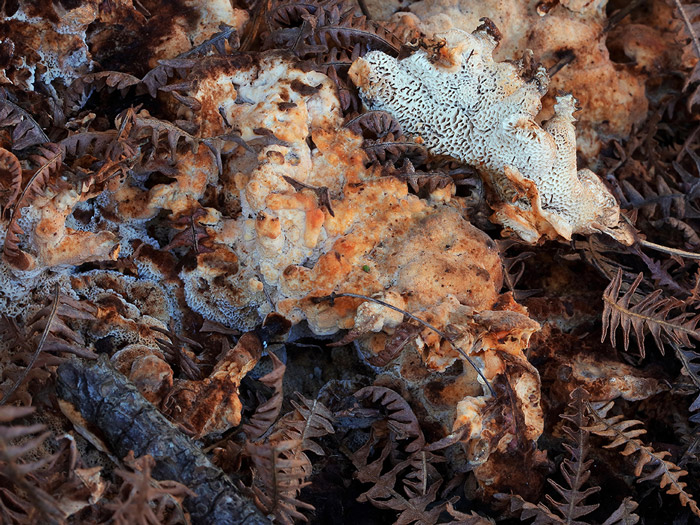 Wolfiporia cocos