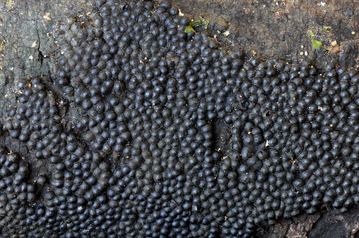 Annulohypoxylon michelianum