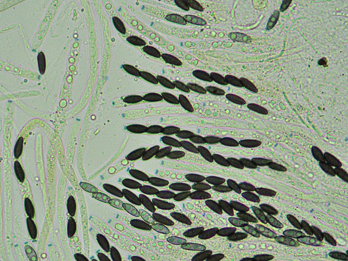 Annulohypoxylon michelianum