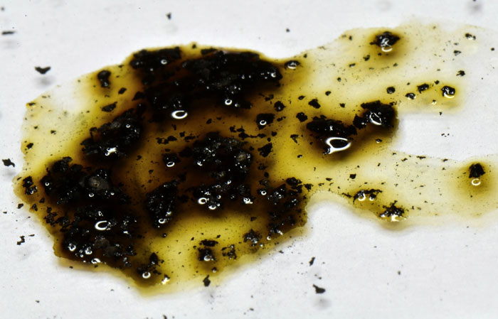 Annulohypoxylon michelianum